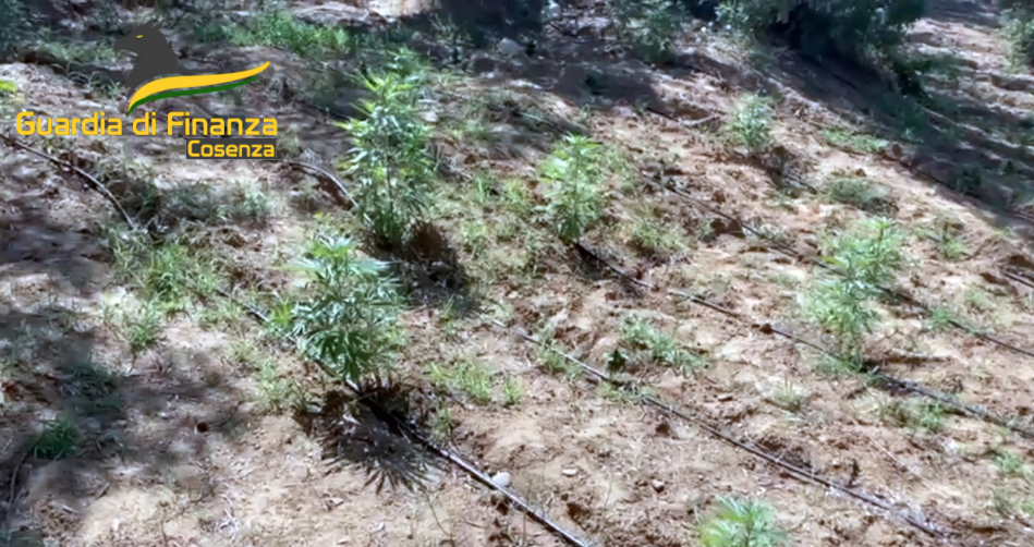 La filiera della cannabis a Luzzi, «Oi Cì vieni qua che annaffiamo»