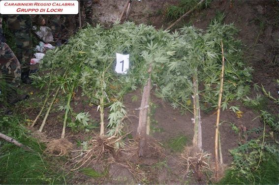 Sei arresti per la Giamaica d'Aspromonte