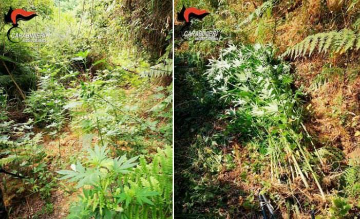 Cosoleto, i carabinieri trovano una coltivazione di canapa