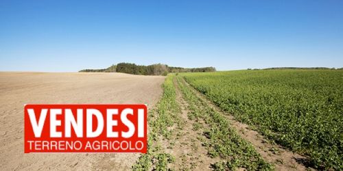 Il clan Mancuso agenzia immobiliare della 'ndrangheta. «Tutti i terreni a Nicotera sono cosa loro»