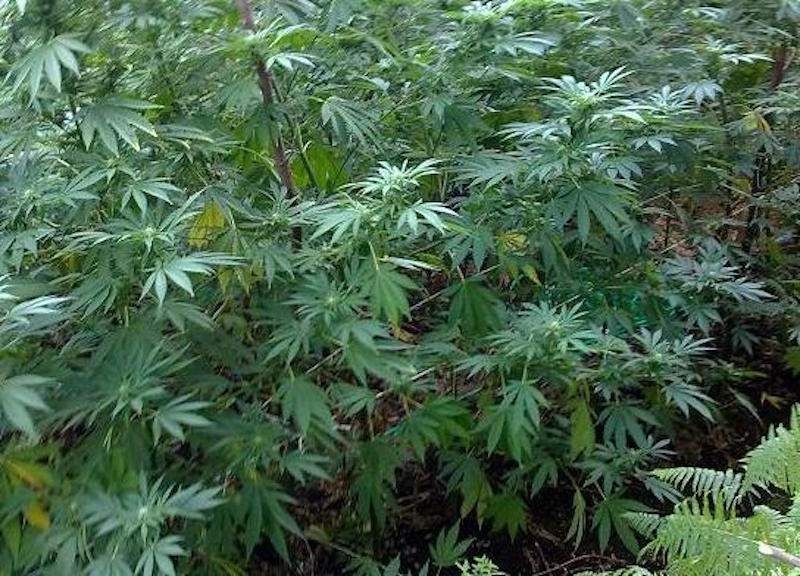 Scoperta una piantagione di canapa a Candidoni