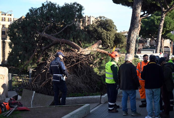 Roma, pino crolla ai Fori Imperiali: tre passanti colpiti