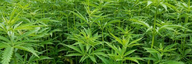 «Modificare quell’emendamento per escludere l’uso ricreativo della canapa sativa»