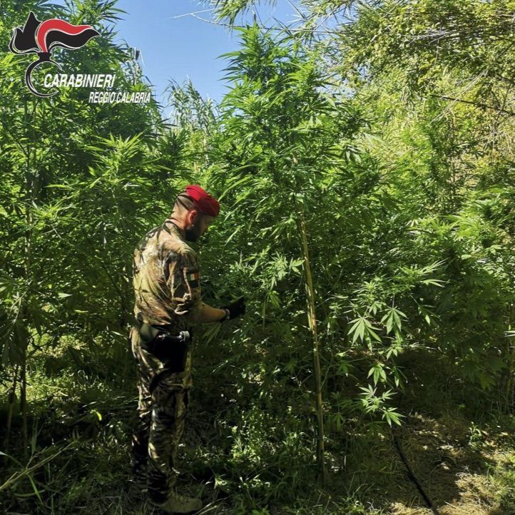 Scoperte tre piantagioni di cannabis nel territorio del Reggino