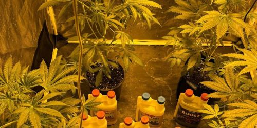 Vibo Valentia cannabis