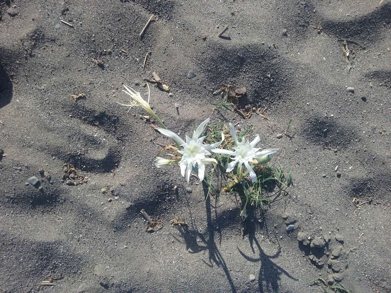 La magia dei Gigli di Mare lungo il Tirreno cosentino – FOTO