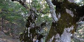 «I giganti uccisi in Aspromonte»