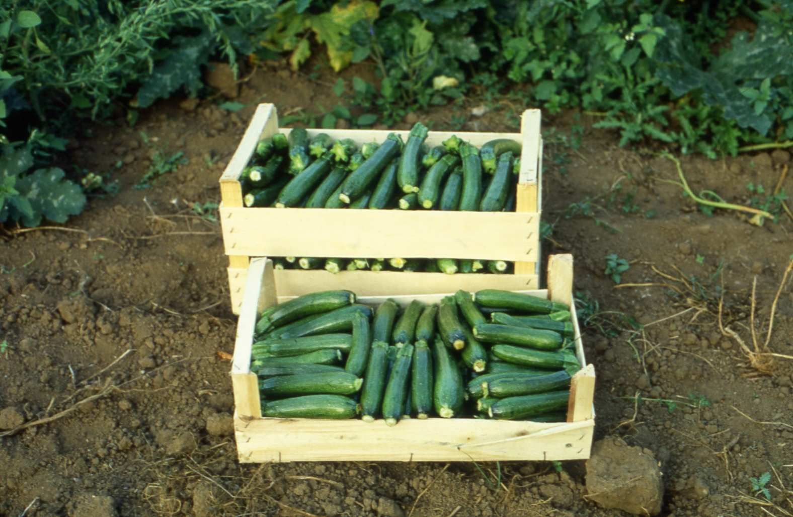 «Puntare sull'orticoltura del Pollino»