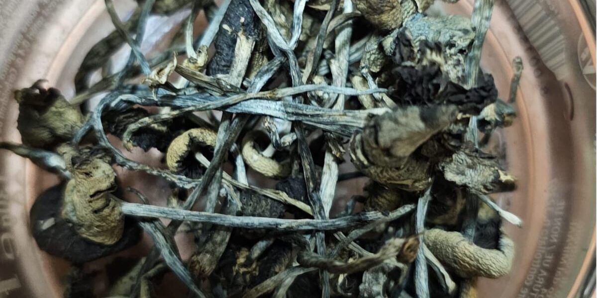 Trovato con oltre 100 funghetti allucinogeni, arrestato 48enne a Camigliatello