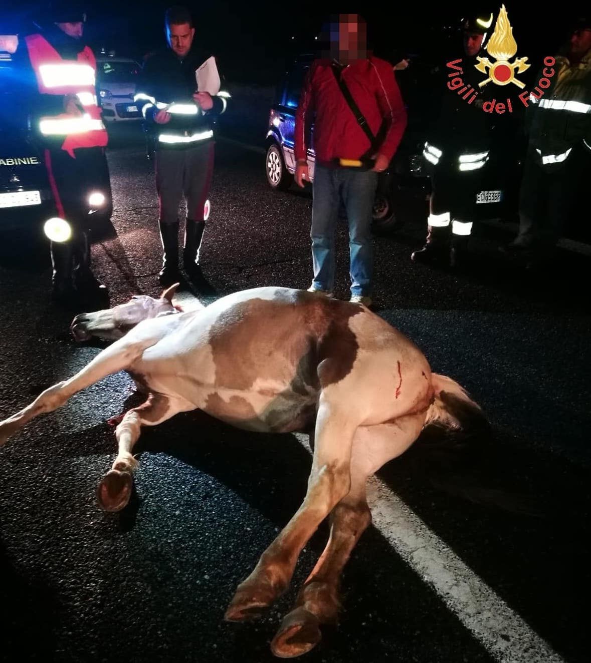 Incidente sulla “Due mari”, un cavallo invade la corsia e viene travolto