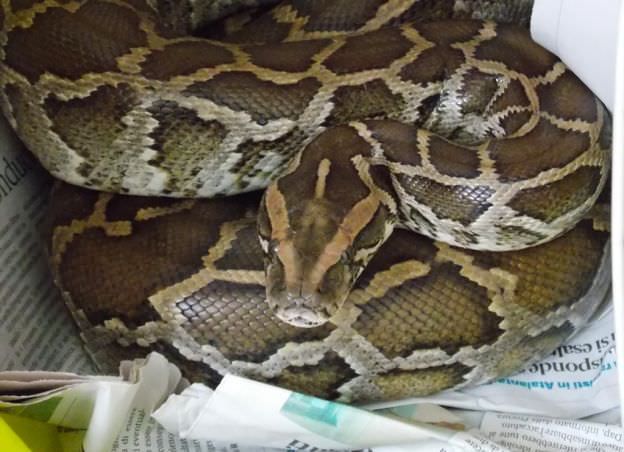 Pizzo, due operai trovano un pitone di due metri sulla linea ferroviaria