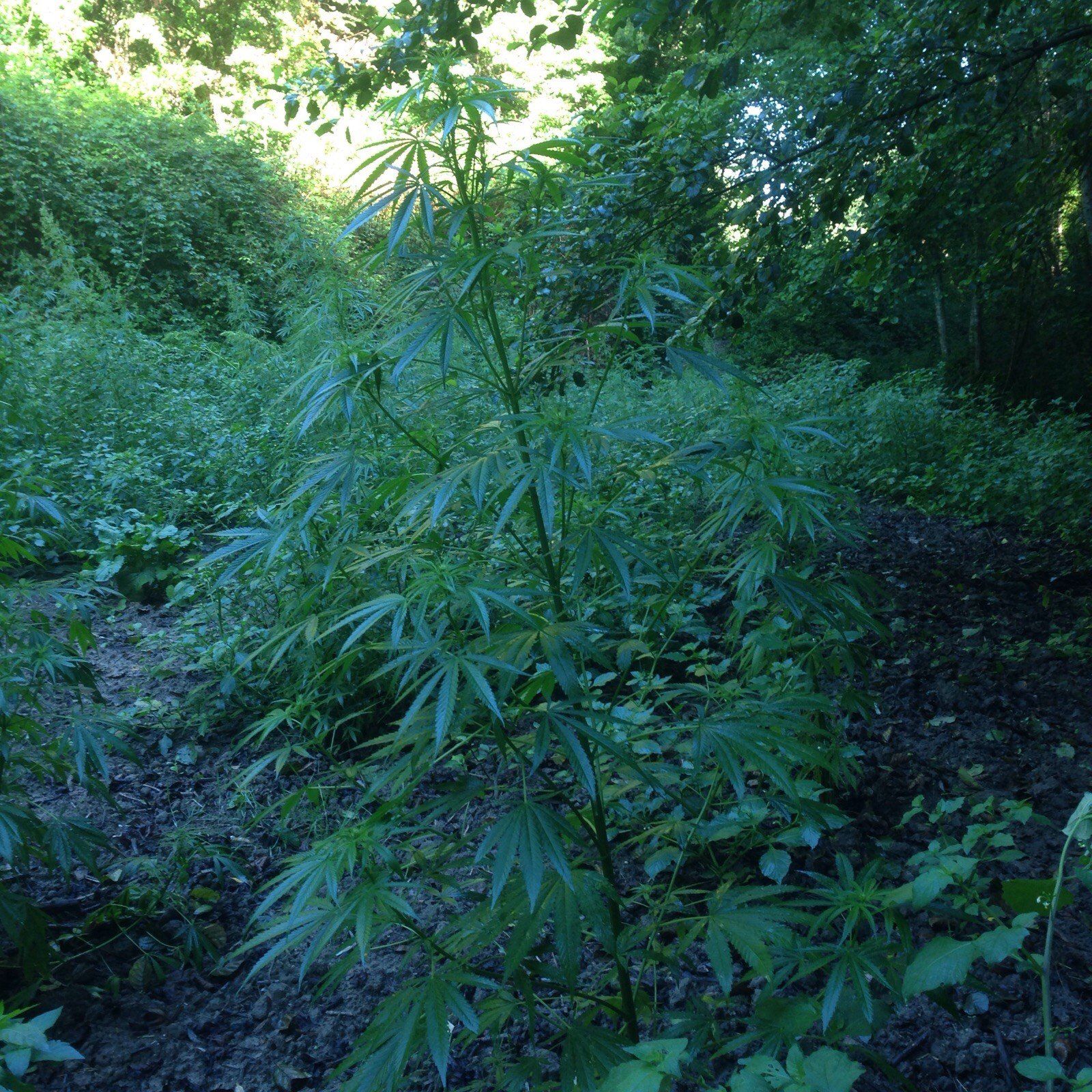 Piante di cannabis per 400mila euro scoperte nel Vibonese