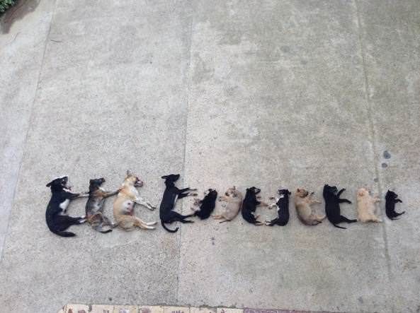 In Calabria la (nuova) mattanza dei cani