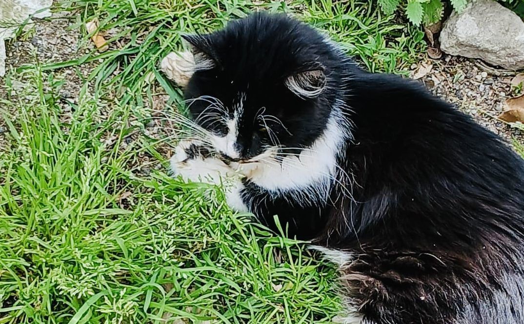 Il “giallo” dei gatti avvelenati a Spilinga, una mattanza ancora senza risposte