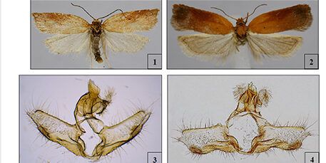 Scoperto in Calabria un nuovo insetto appartenente alla famiglia Tortricidae