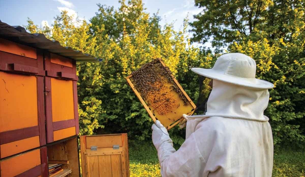 Apicoltura, dal Psr 7 milioni per il settore