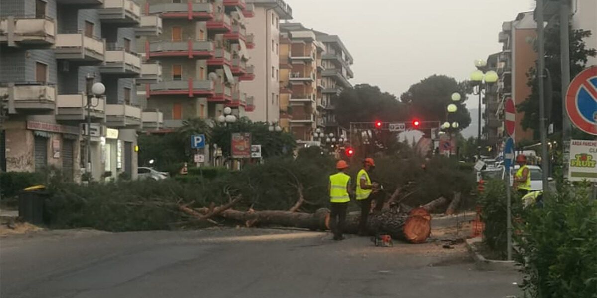 «Rende, bene la sospensione del taglio dei pini. Ora una perizia»