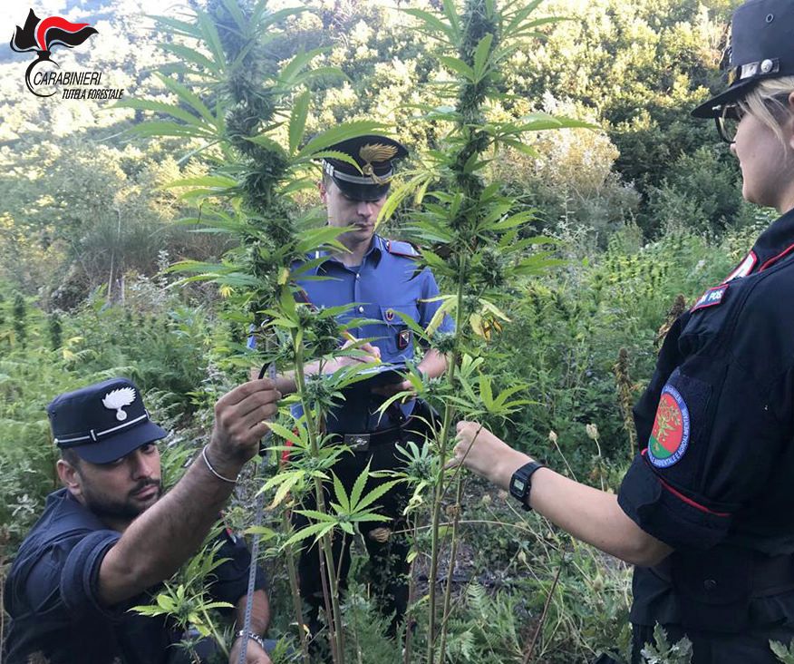 Piantagione di marijuana in un terreno comunale a San Martino di Finita