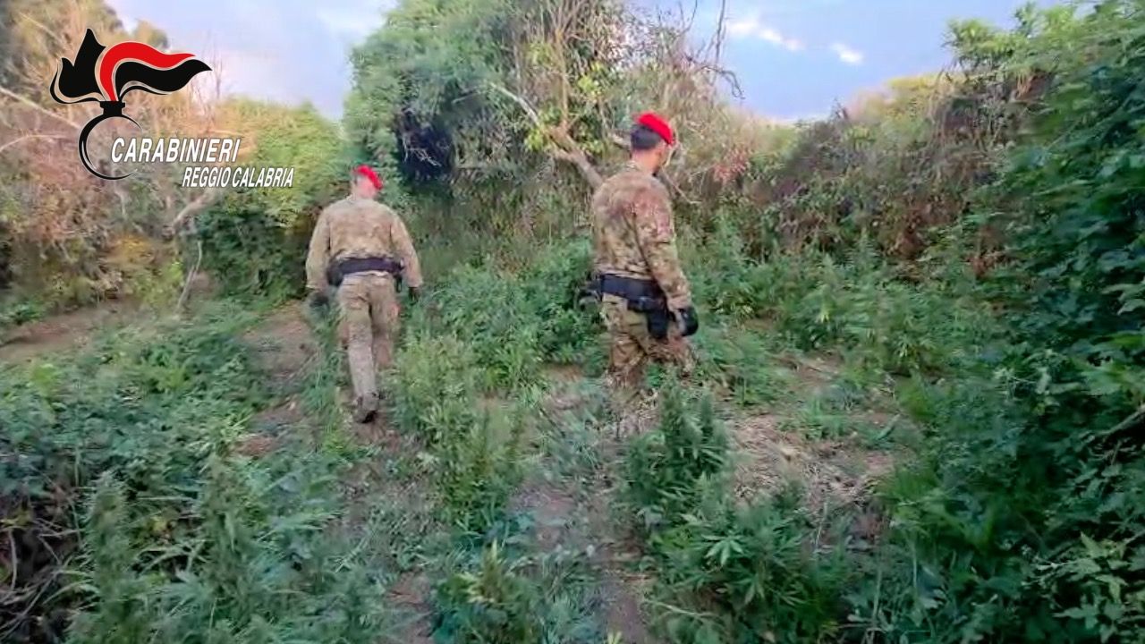 Scoperta maxi piantagione di marijuana tra Nicotera e San Ferdinando: 2 arresti – VIDEO