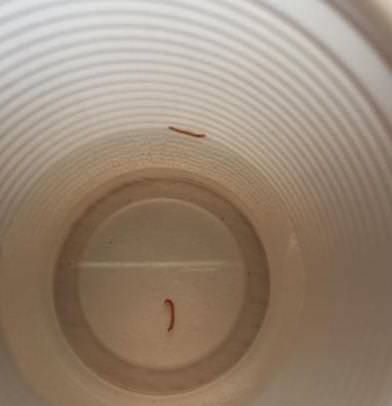 Sibari, i turisti denunciano: dai rubinetti esce acqua con dei piccoli vermi