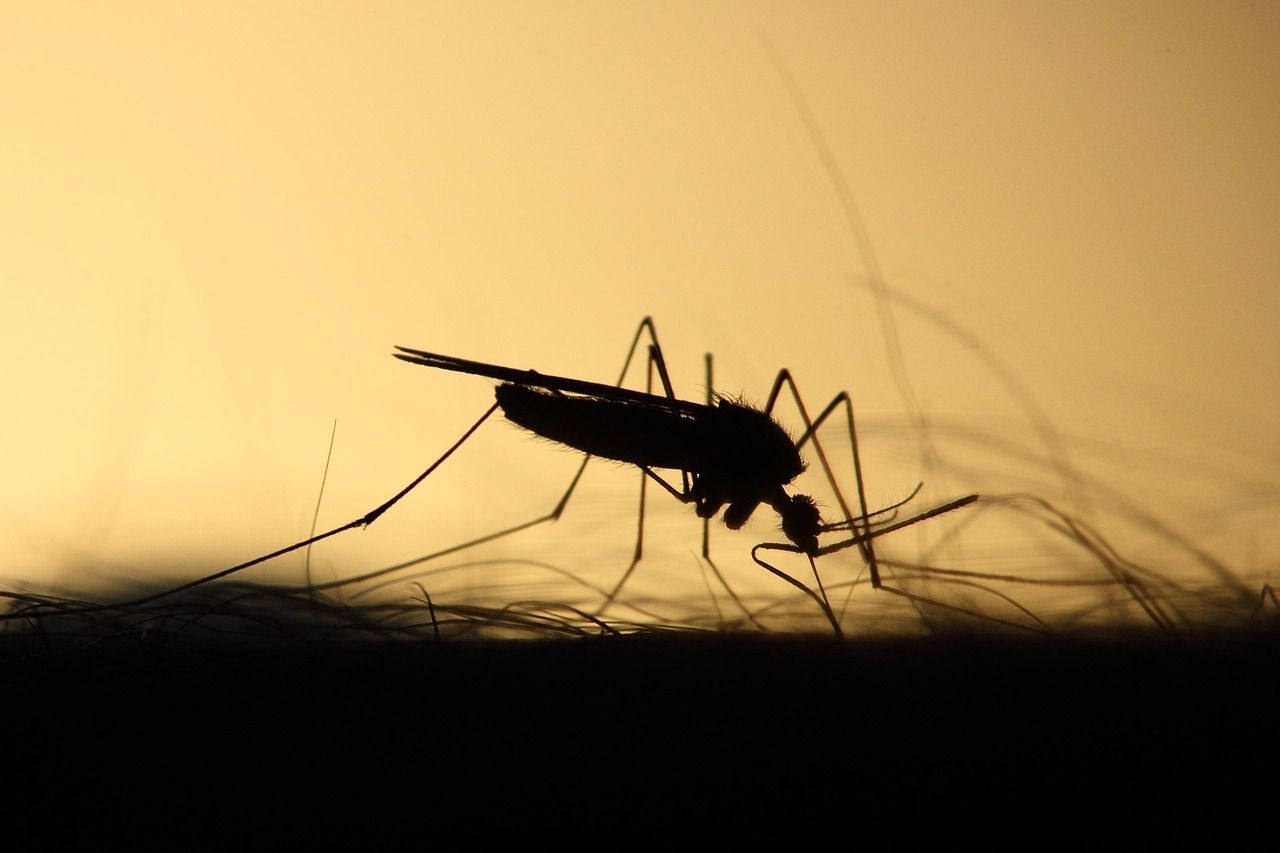 Rende, probabile caso di virus West Nile a Isolette: il comunicato