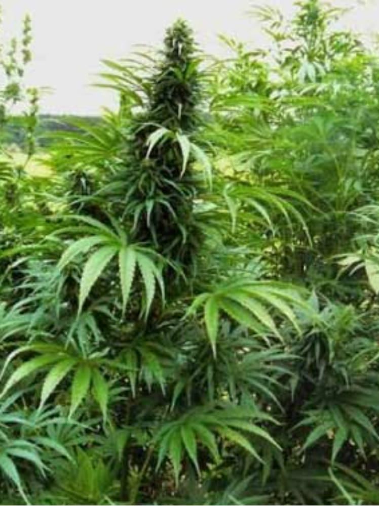 Sequestrate 350 piante di canapa indiana nel Vibonese