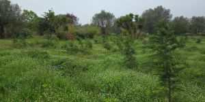 Vibo, Mangialavori attacca l’amministrazione Romeo: «Parco urbano in condizioni indecenti, vergogna»