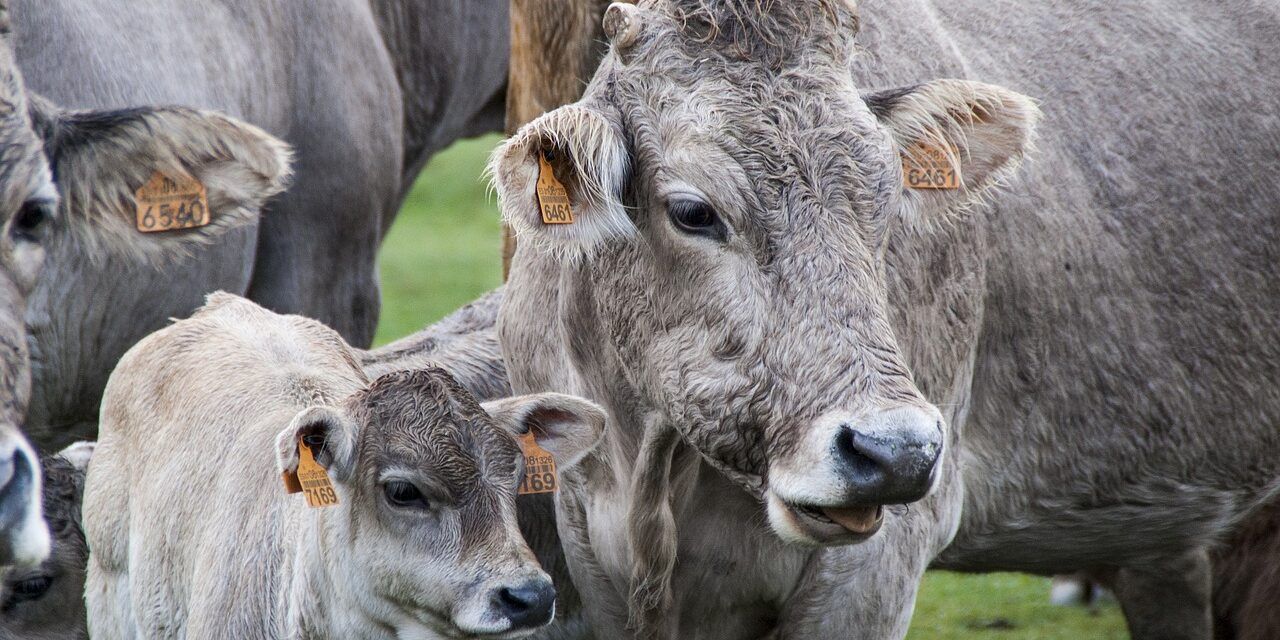 Da Messina a Zungri, l’odissea delle “vacche sacre” rubate due volte e finite in mano a Peppone Accorinti