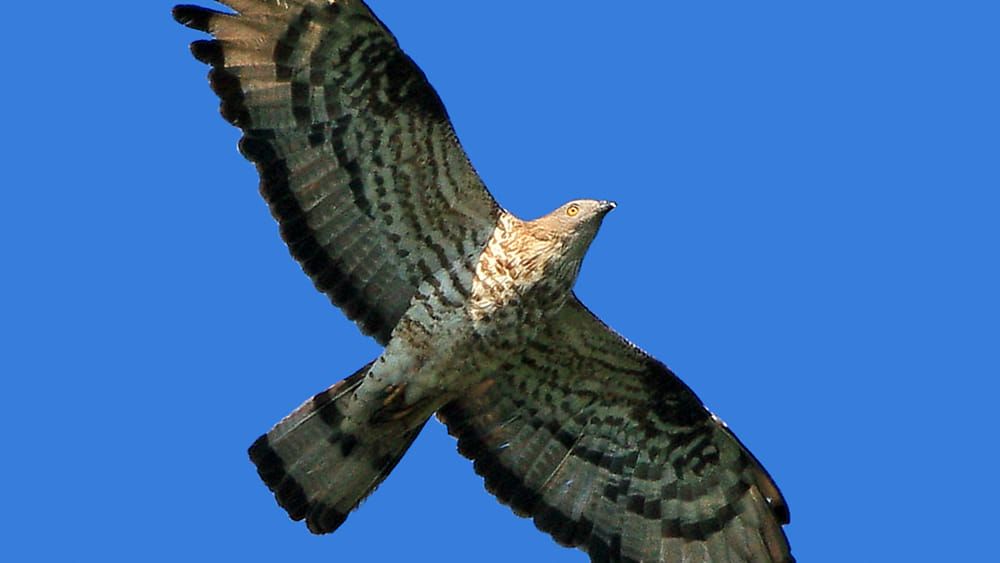 Bracconaggio, operazione nello Stretto di Messina: un arresto e 8 denunce