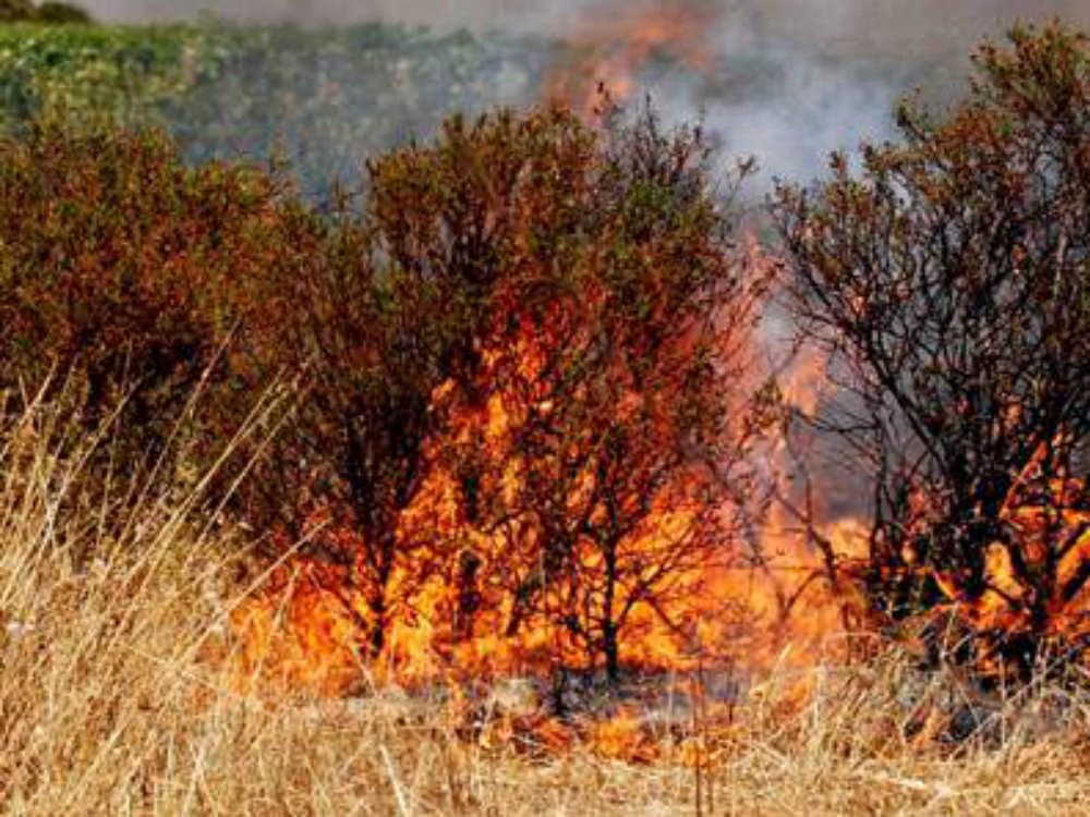 Crotone, in fiamme un vivaio
