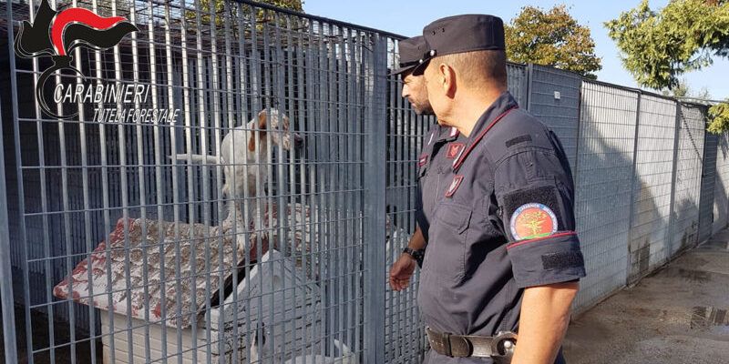 Canile di Rossano, in cinque a processo. Prosciolti Mascaro e Bagnato