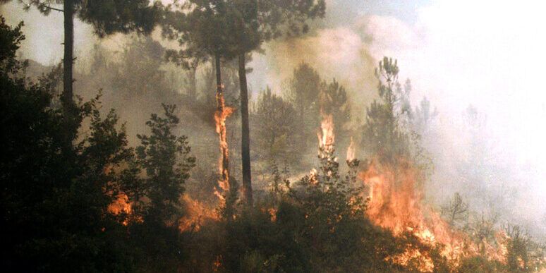 Emergenza incendi, Legambiente: «Calabria tra le regioni più colpite»