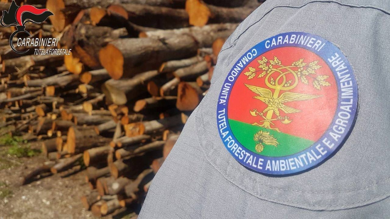 Abbatte un faggio in un terreno del Comune, 54enne denunciato a Paola