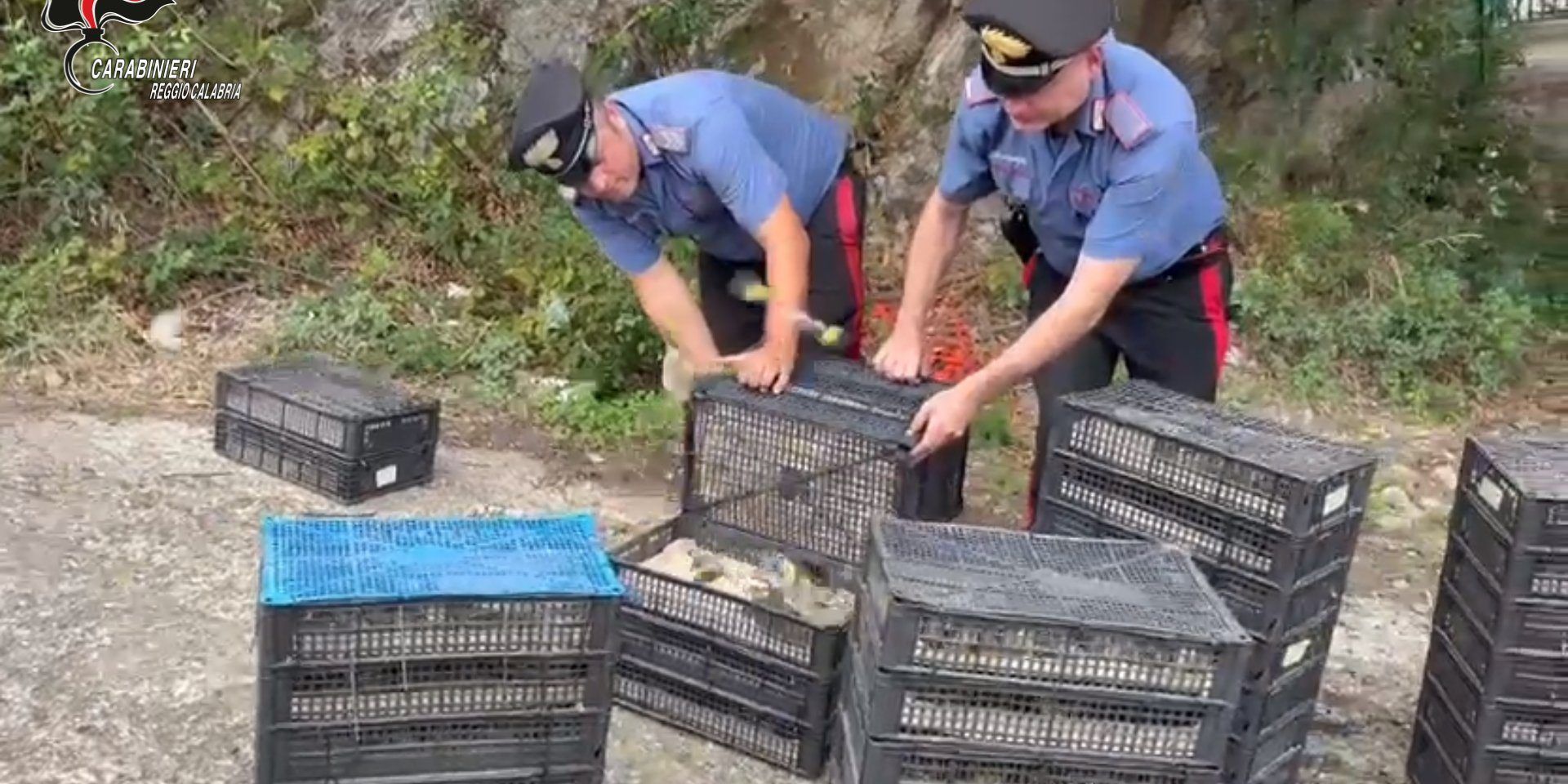 Nei controlli ai traghetti scoperti oltre 2000 uccelli “protetti” stipati nel degrado – VIDEO