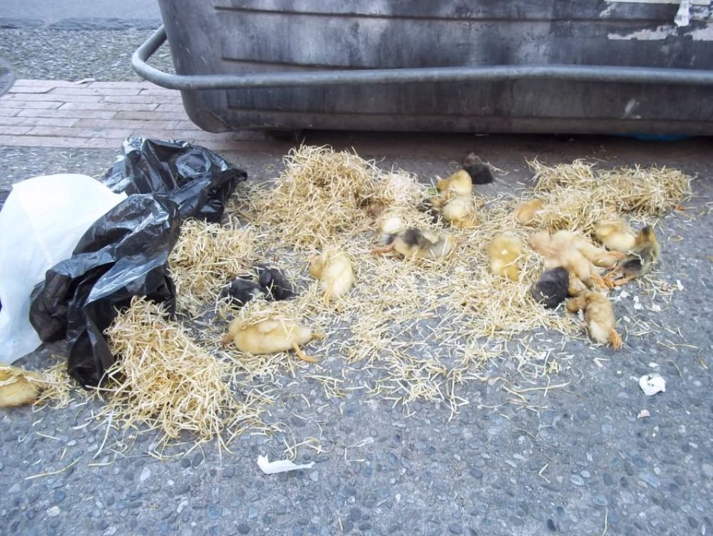 Cosenza, strage di pulcini alla fiera di San Giuseppe