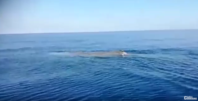Balena avvistata a Praia: «È due volte più grande della nostra barca» – VIDEO
