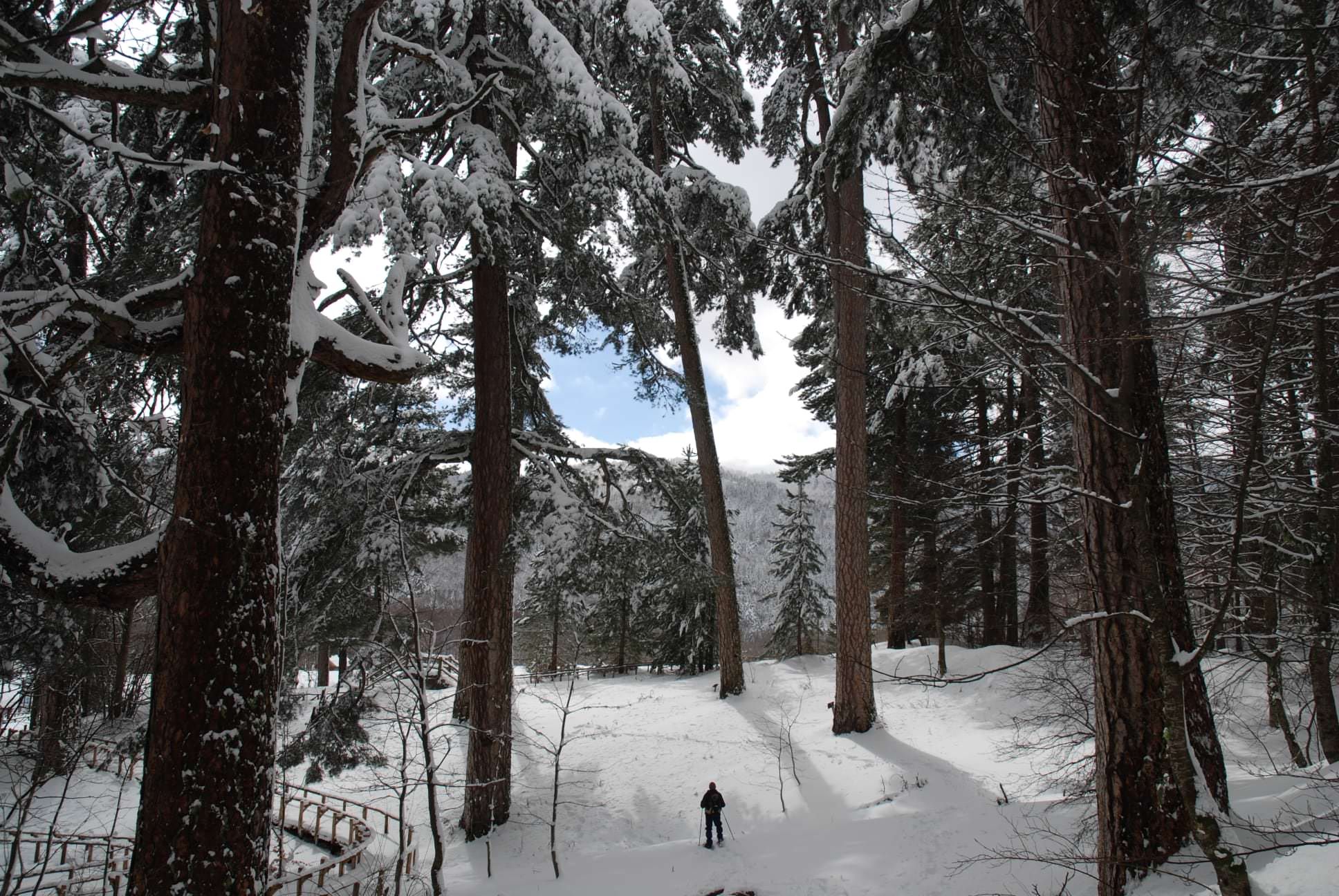 «Il virus e la prevalenza del cretino»