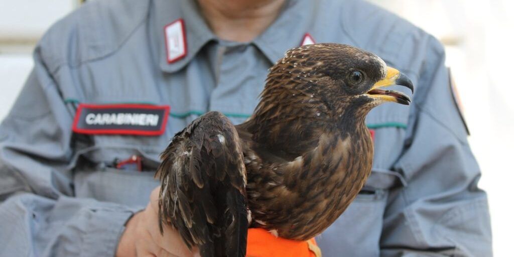 Caccia di frodo nel Reggino, deteneva arma abusiva: arrestato