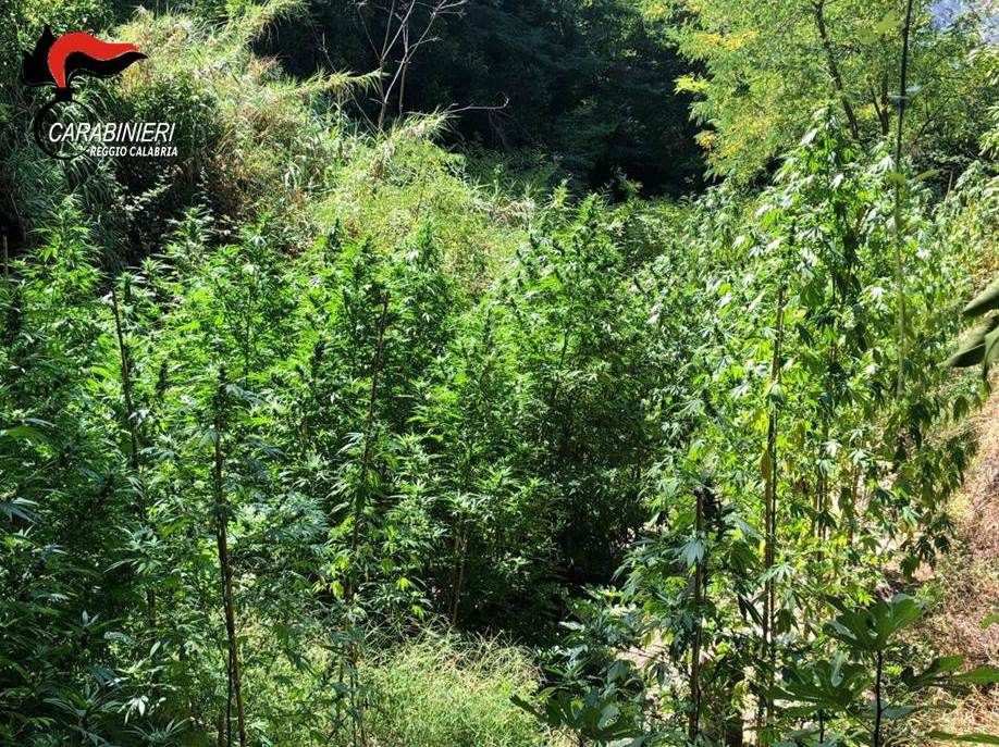 Piantagione di canapa in area demaniale, giovane in manette