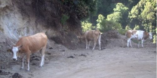 bovini vaganti aspromonte pascolo abusivo