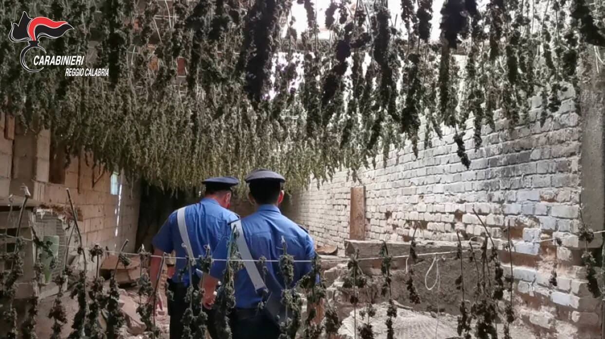 Maxi sequestro di marijuana nel Reggino: 7mila piante, ricavi per 3 milioni – VIDEO