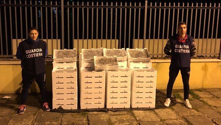 Sequestrata una tonnellata di "bianchetto"