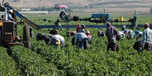 lavoratori agricoli