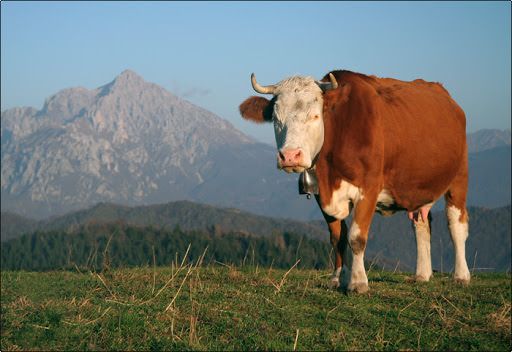 L'iniziativa “Adotta una mucca” arriva anche in Sila