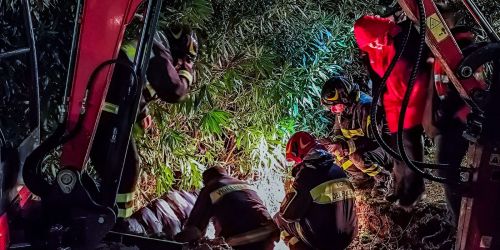 vigili recupero animali cosenza