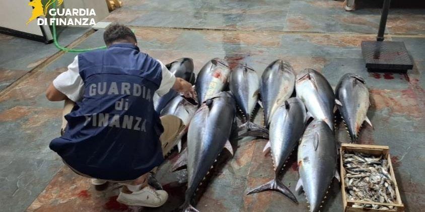 Cirò Marina, sequestrati circa 270 chili di tonno rosso