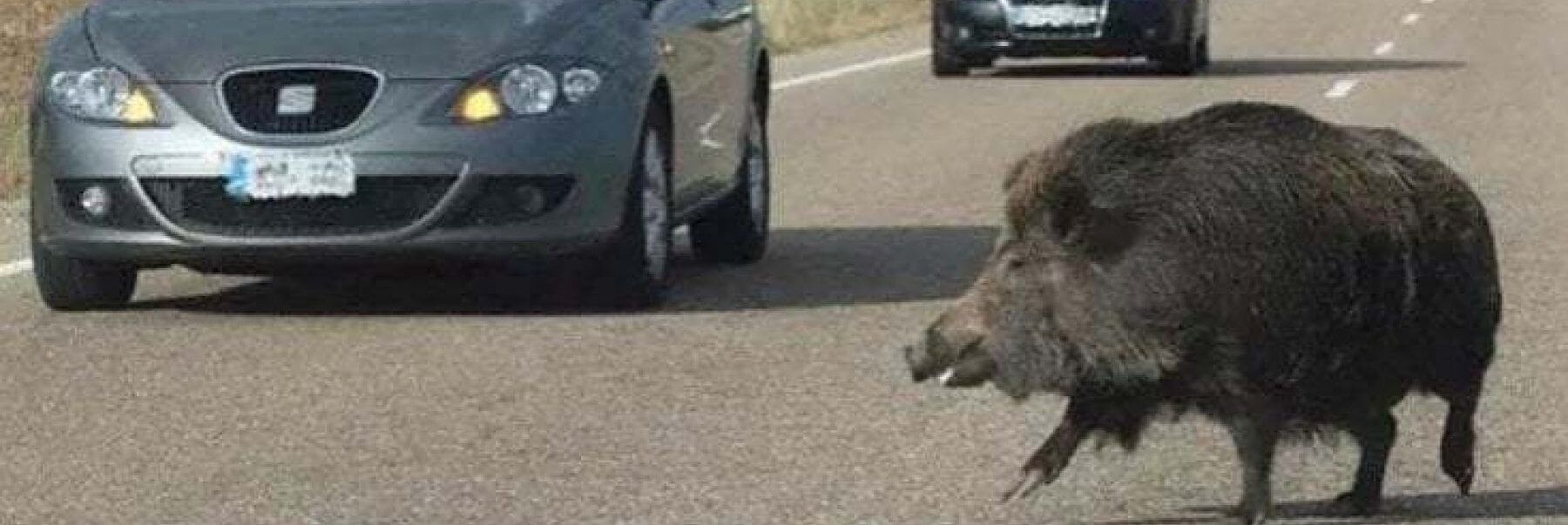 Motociclista si schianta a Roma contro un cinghiale, è in coma