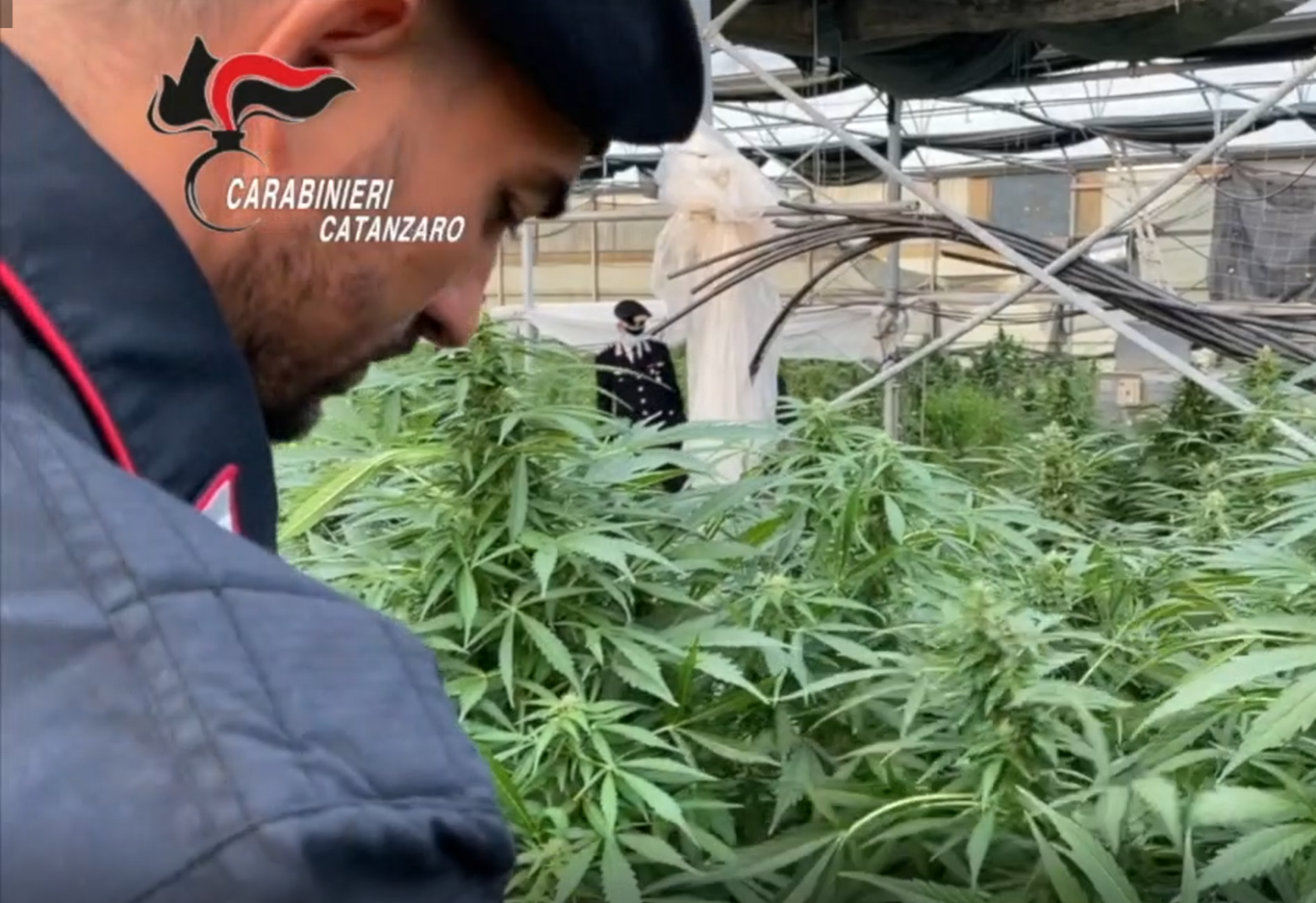 Maxi piantagione di marijuana coltivata in un vivaio Catanzarese, 8 arresti – NOMI E VIDEO