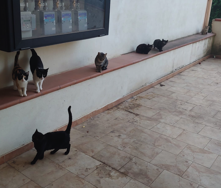 La denuncia: «A Rossano gatti randagi murati vivi in un condominio»