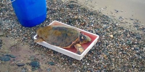 tartaruga caretta caretta